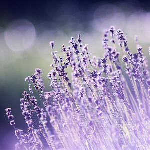 beautiful lavender, one of fate skincare's staple ingredients.