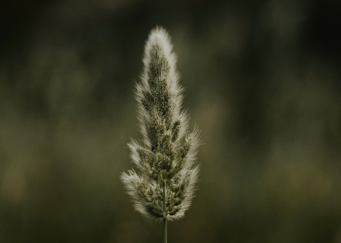 Introducing Fate Skincare: Transform your skin with nature and science!